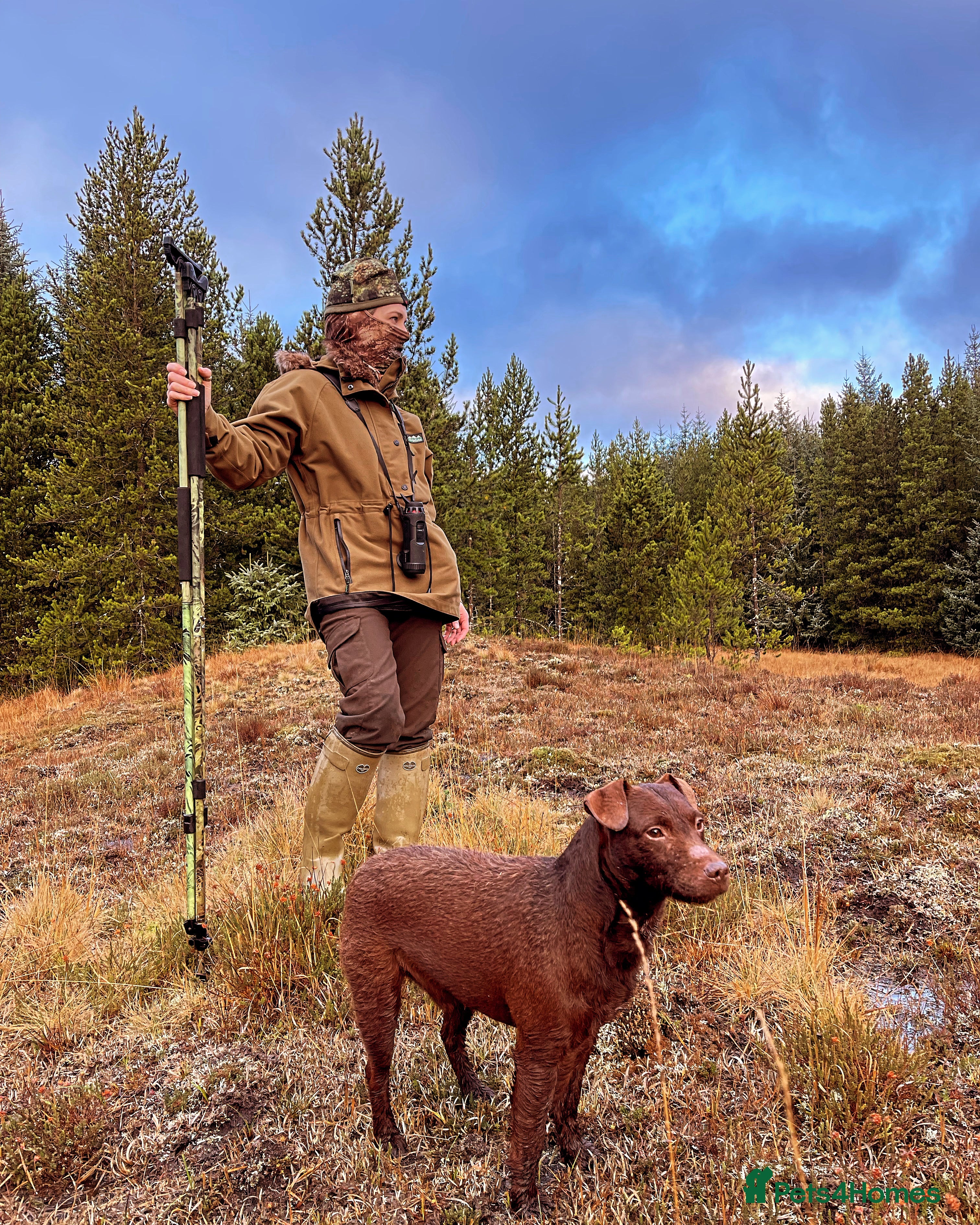 Patterdale Terrier dogs Chocolate patterdale for stud  in Doncaster - Advert 1