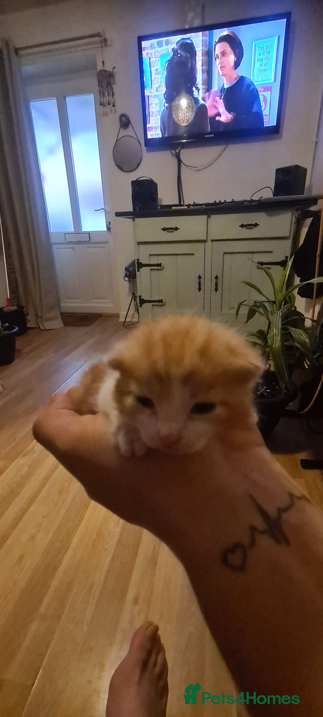 Mixed Breed cats for sale: Beautiful mixed breed kittens  - Advert 10