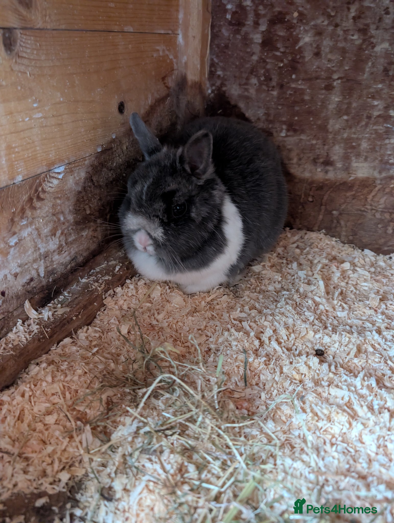 Netherland Dwarf rabbits for sale: Netherland dwarfs  - Advert 1