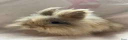 Lionhead rabbits for sale: 8 month old long haired lionhead doe  - Advert 2