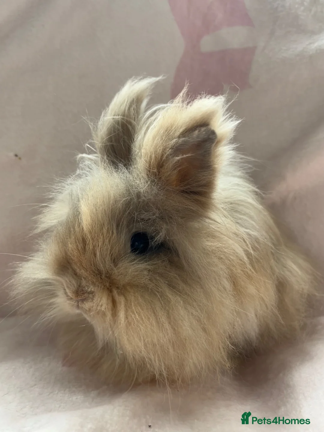 Lionhead rabbits for sale: 8 month old long haired lionhead doe  - Advert 2
