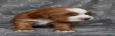 Cocker Spaniel 1