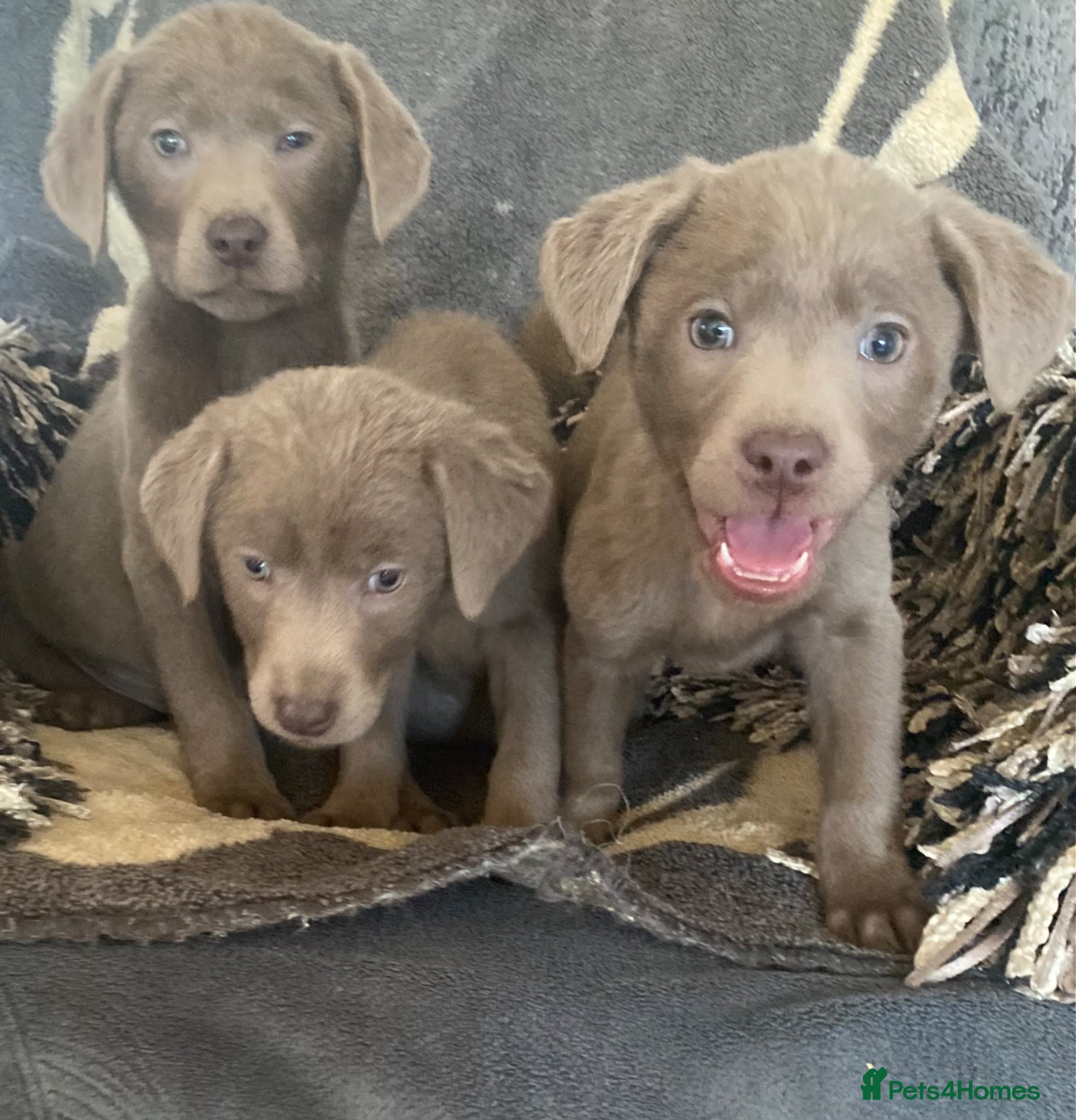 Labrador Retriever dogs Silver Labrador retriver - Advert 6