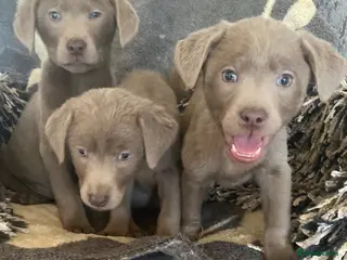 Labrador Retriever dogs Silver Labrador retriver - Advert 6