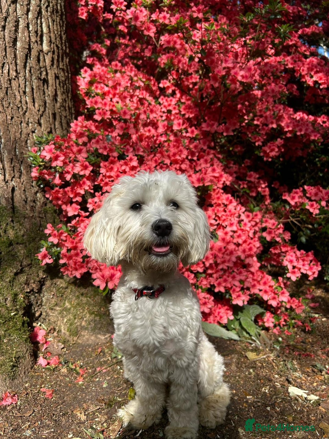 Bichon Frise dogs for sale: Loving home wanted  - Image 11