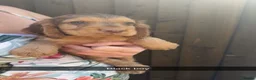 Cocker Spaniel dogs for sale: 9 beautiful cocker spaniels  in Maidstone - Advert 3