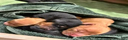 Cocker Spaniel dogs for stud: KC Reg  Proven Working Cocker Spaniel for Stud in Shrewsbury - Advert 7