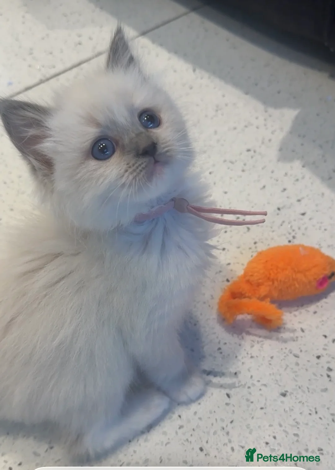 Ragdoll cats for sale: Ragdoll kittens GCCF registered  - Advert 2
