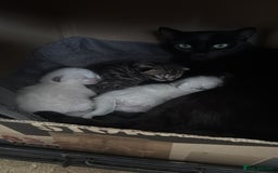 Bengal cats for sale: Bengal x Siamese kittens  - Image 2