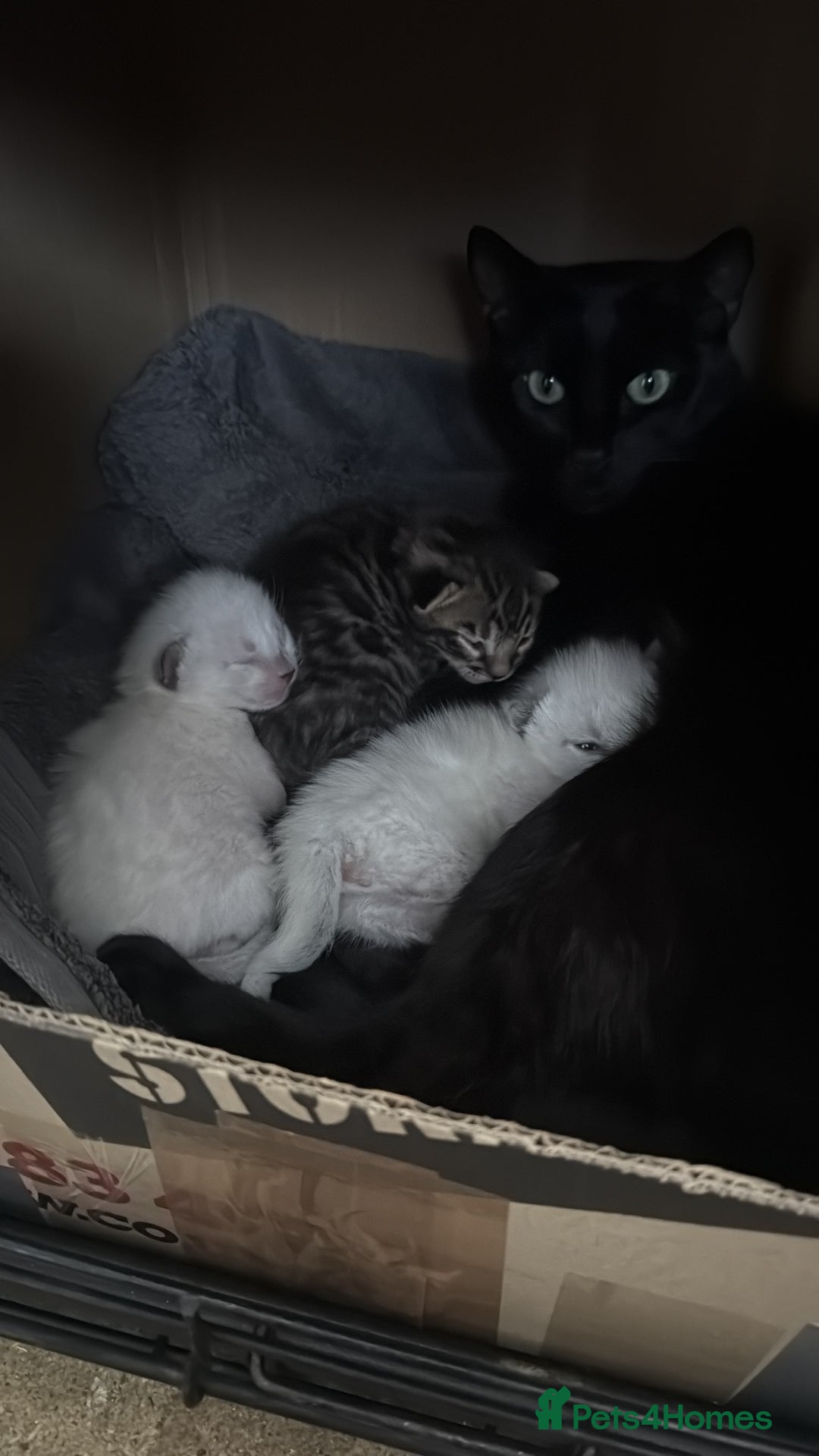 Bengal cats for sale: Bengal x Siamese kittens  - Image 2