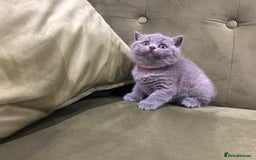 British Shorthair cats for sale: Gorgeous British shorthair kitten - Image 17