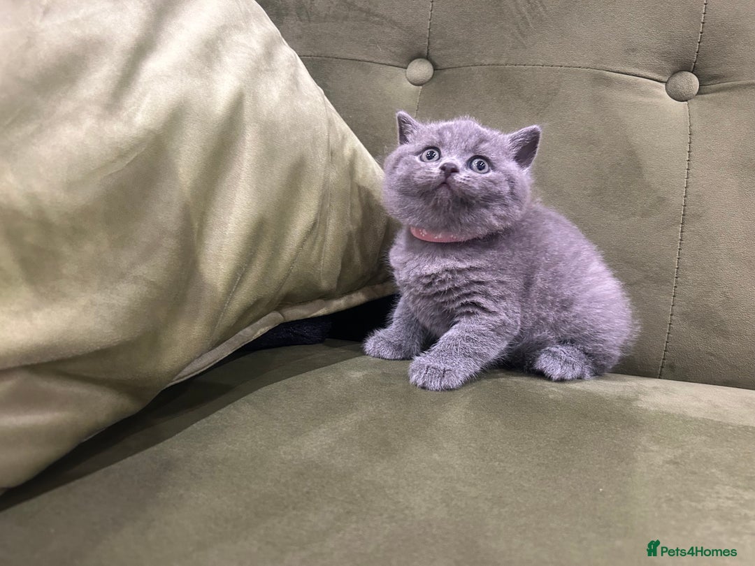 British Shorthair cats for sale: Gorgeous British shorthair kitten - Image 17