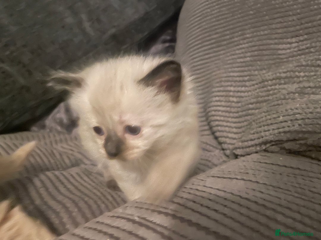 Mixed Breed cats for sale: 3/4 ragdoll kittens available  - Image 13