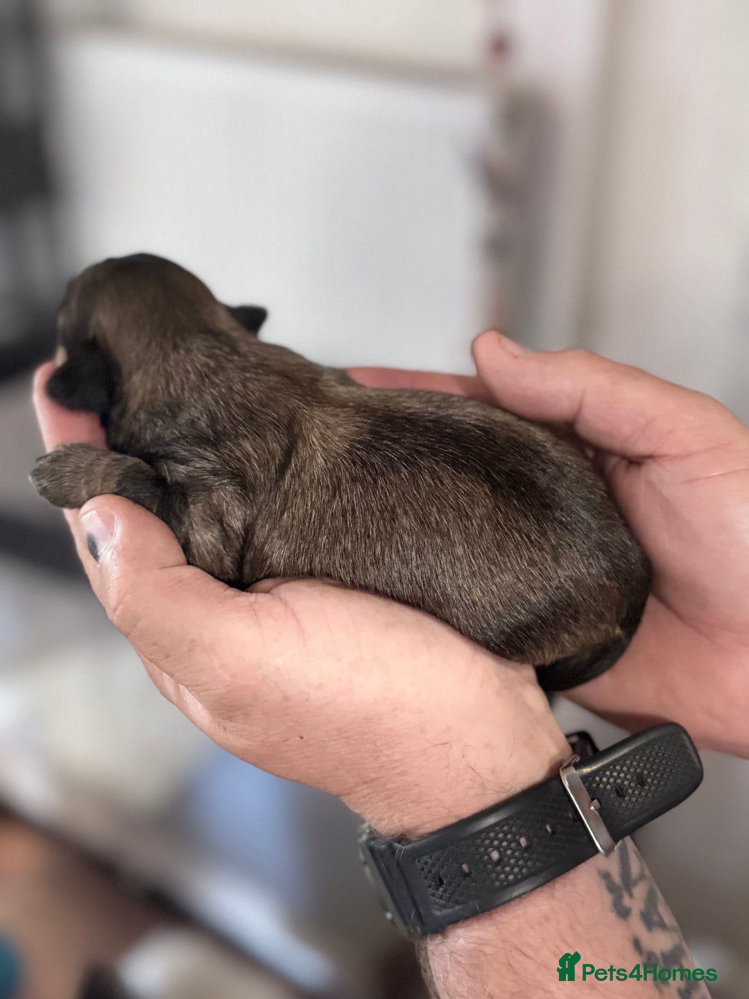 Shih Tzu dogs for sale: KC Registered Imp Shihtzu pups - Image 14