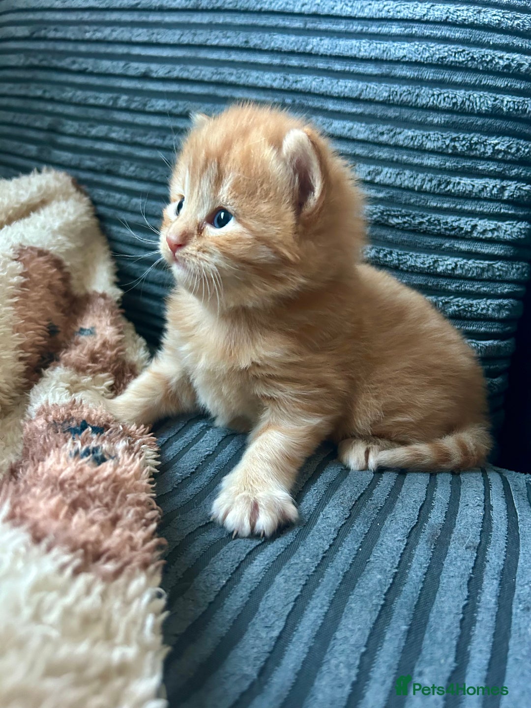 Ragdoll cats for sale: Tabby Ragdoll Kittens ❤️‍🔥 - Advert 9