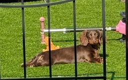 Miniature Dachshund dogs for sale: Long-haired miniature Dachshund choc/tan female  - Image 2