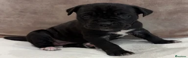Cane Corso Puppy 4