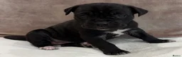 Cane Corso dogs for sale: Beautiful pure bred cane corso pups  - Advert 10