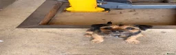 Border Terrier dogs for stud: KC Reg, SLEM clear first time stud in Ripon - Advert 2