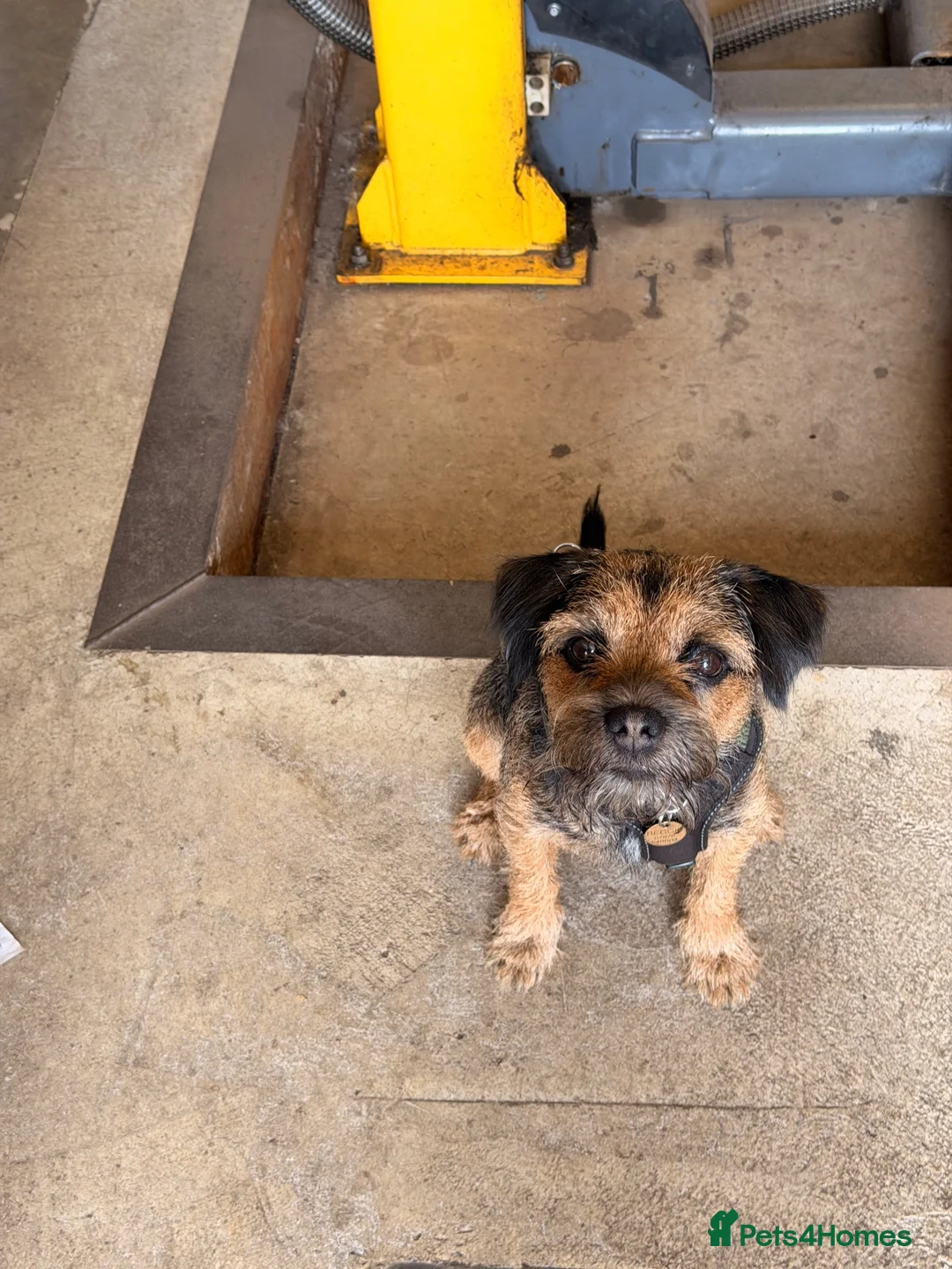 Border Terrier dogs for stud: KC Reg, SLEM clear first time stud in Ripon - Advert 2