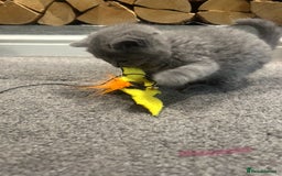 British Shorthair cats for sale: Pedigree Blue British Shorthair 💙💙💙💗💗💗💗 - Image 20