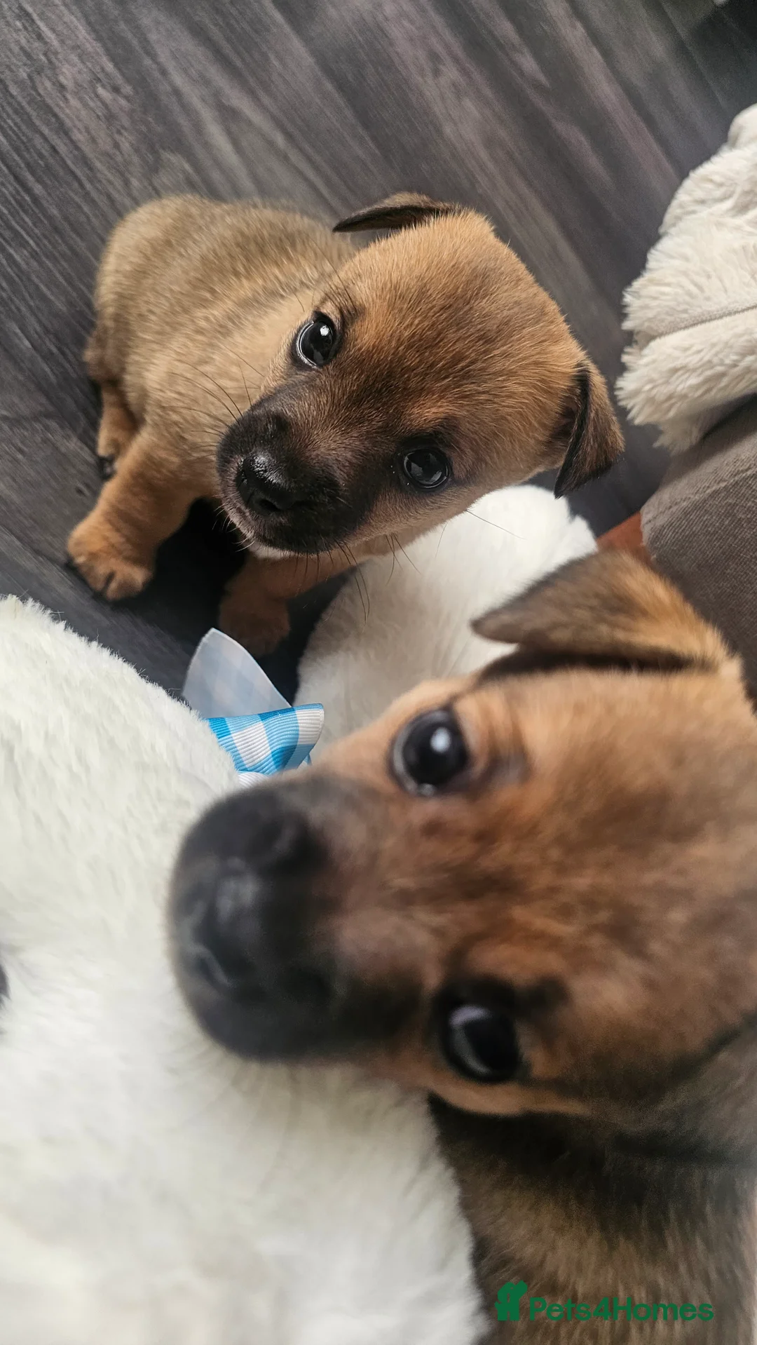 Jack Russell dogs for sale: One girl left  - Advert 2