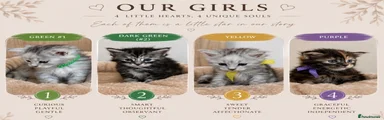 Maine Coon 3