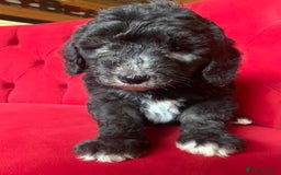 Sheepadoodle dogs for sale: Medium Sheepadoodle Puppies Available  - Advert 4
