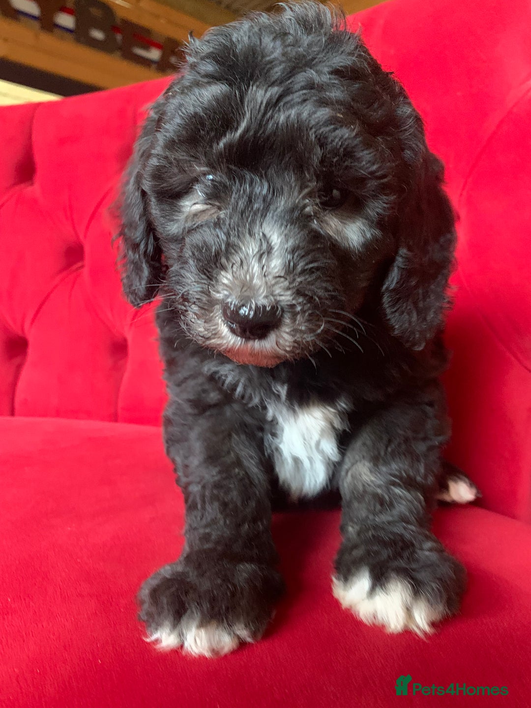 Sheepadoodle dogs for sale: Medium Sheepadoodle Puppies Available  - Advert 4