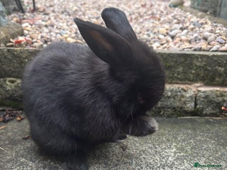 Mini Lop rabbits - Advert 34