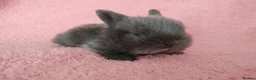 Mini Lop rabbits for sale: Baby mini lops for sale  - Advert 8