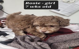 Toy Poodle dogs for sale: Asian toy poodle  - Image 16