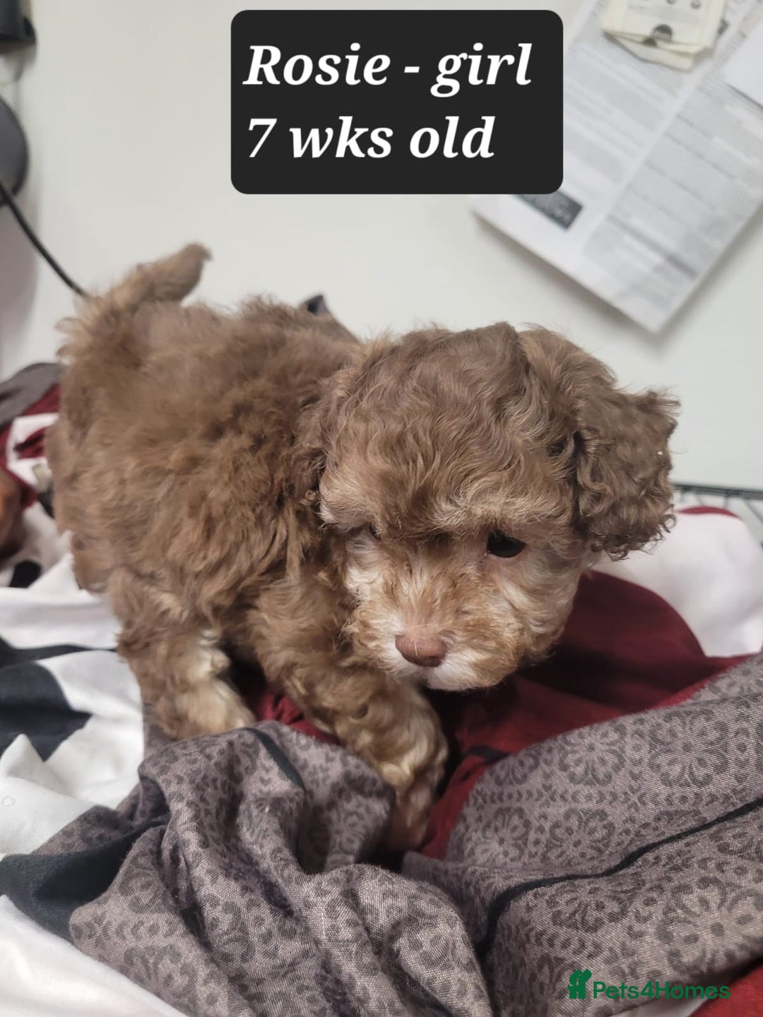 Toy Poodle dogs for sale: Asian toy poodle  - Image 16