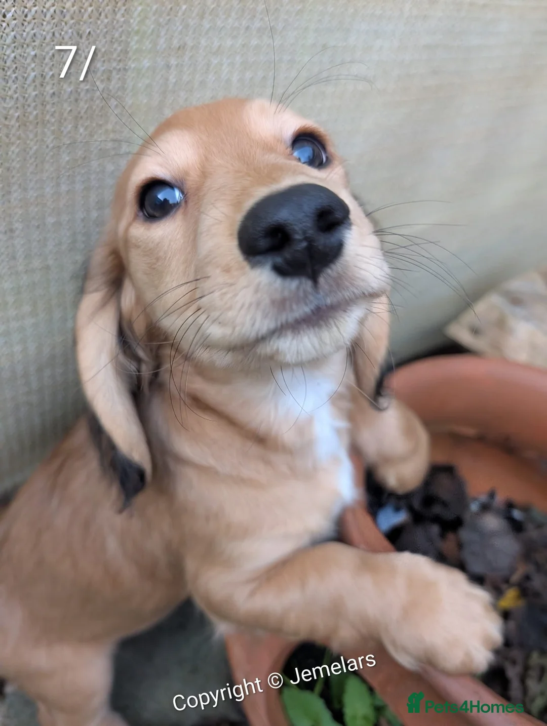 Miniature Dachshund dogs for sale: MINIATURE DACHSHUND ENGLISH CREAM LONG HAIR PUPPY  - Advert 9