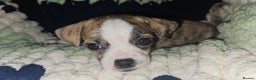 Mixed Breed dogs for sale: Beautiful Chihuahua Cross Puppies - Advert 10