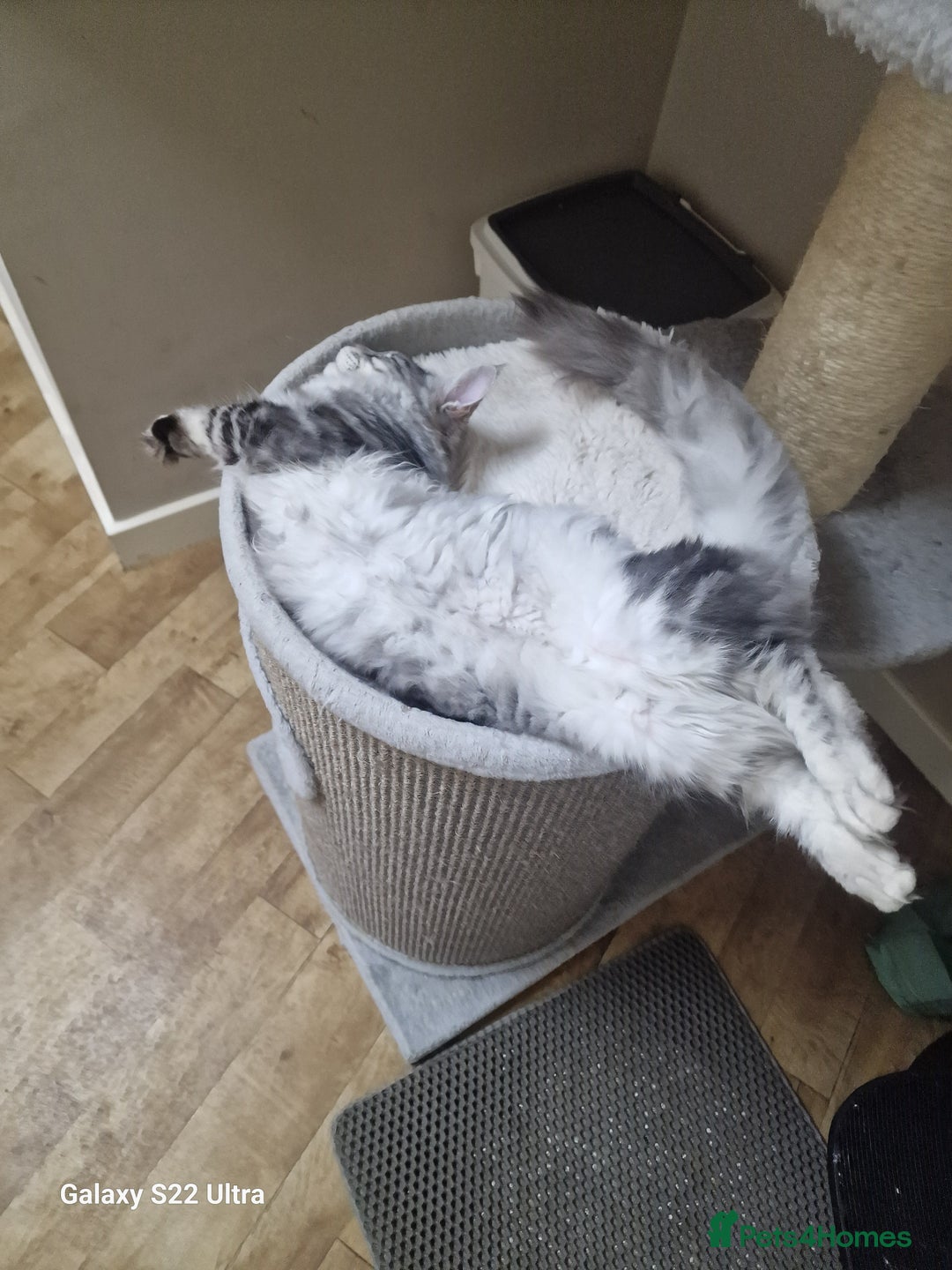 Maine Coon cats for sale: 🎀Pure maine coon female🎀 - Advert 7