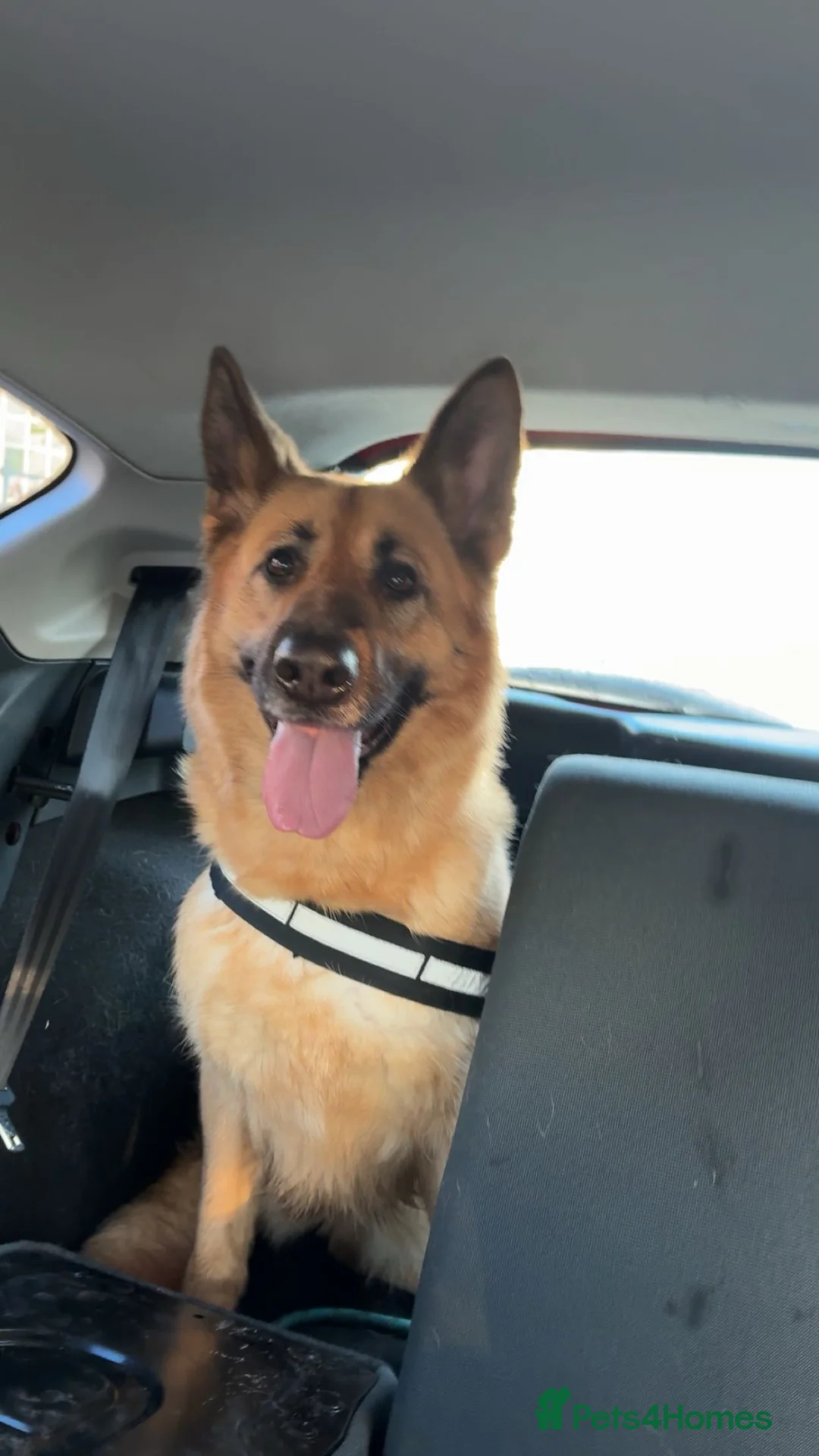 German Shepherd dogs for sale: Skye - German Shepherd - Advert 4