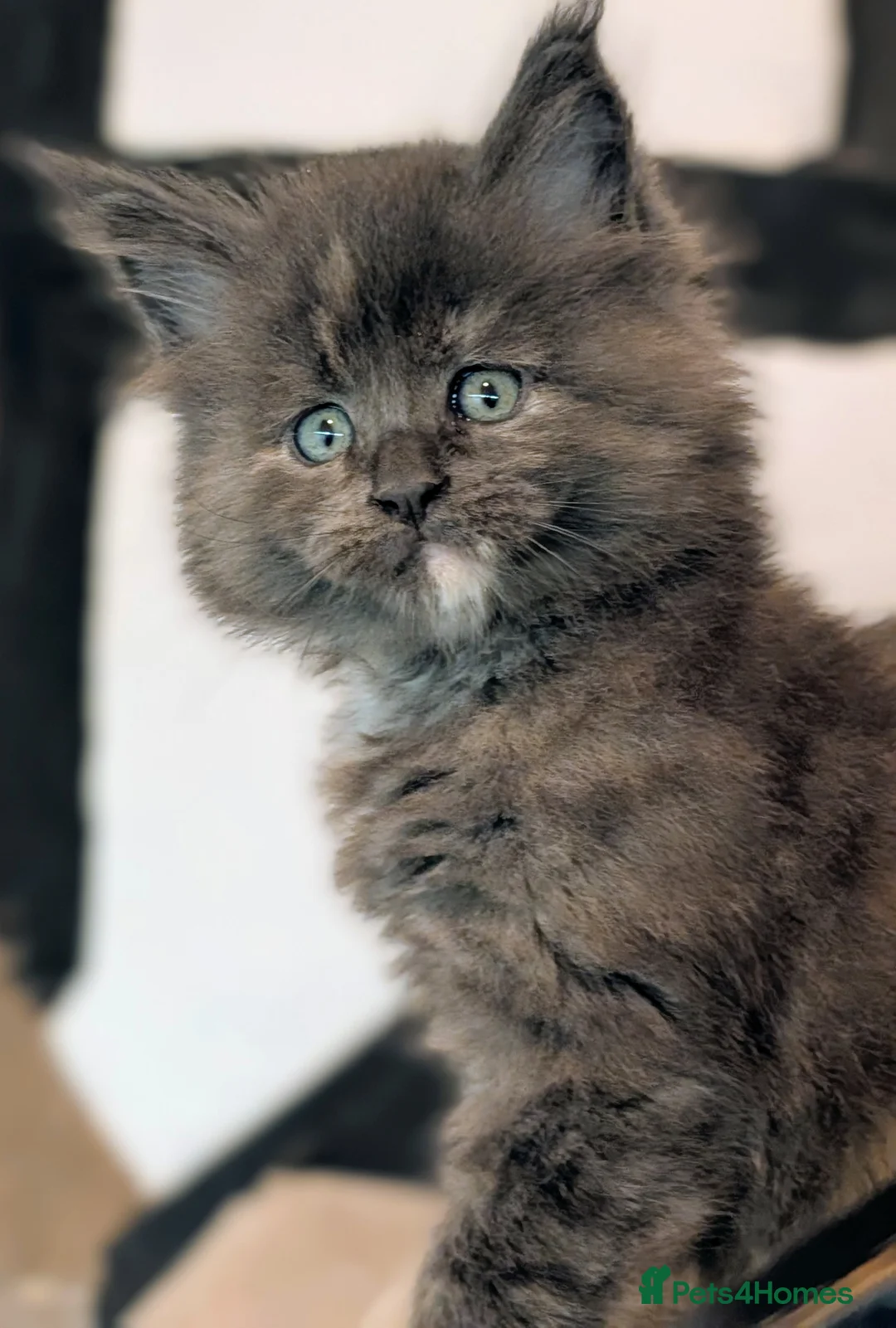 Maine Coon cats for sale: Beautiful Tica Registered Maine Coon Kittens  - Advert 24