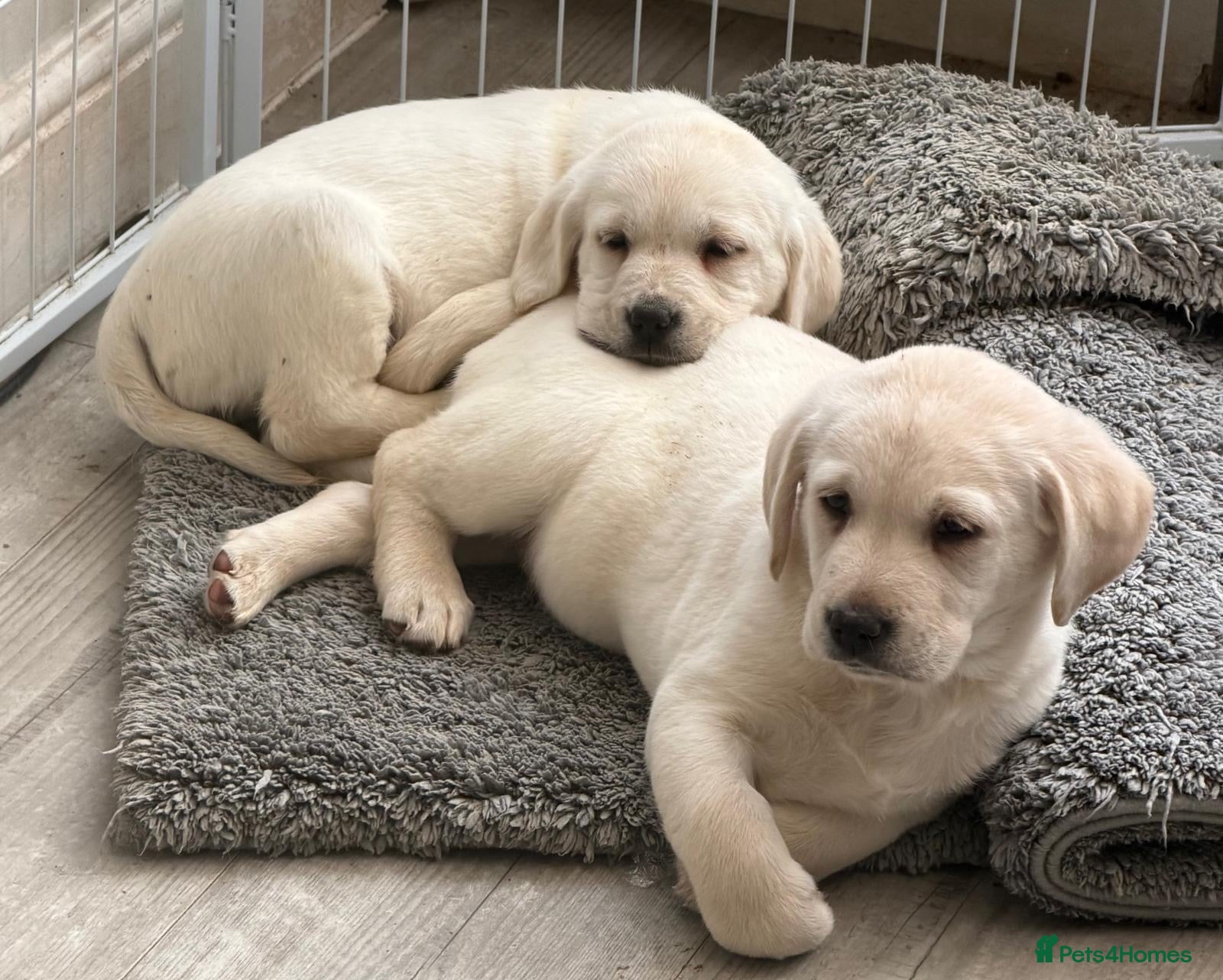 Goldador dogs Stunning Lab x Retriever pups - Last 2! - Advert 7