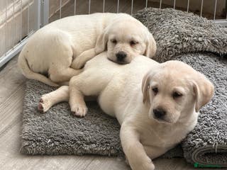 Goldador dogs Stunning Lab x Retriever pups - Last 2! - Advert 7
