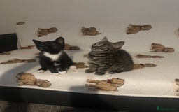 Domestic Shorthair cats for sale: Kittens are looking for family  - Image 1