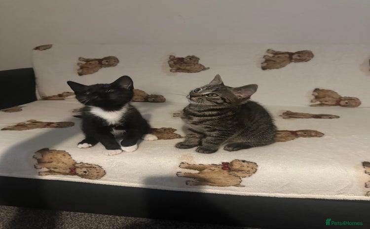 Domestic Shorthair cats - Advert 2