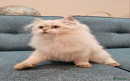 British Longhair cats for sale: Excellent Scottish straight Highland Kittens - Image 19