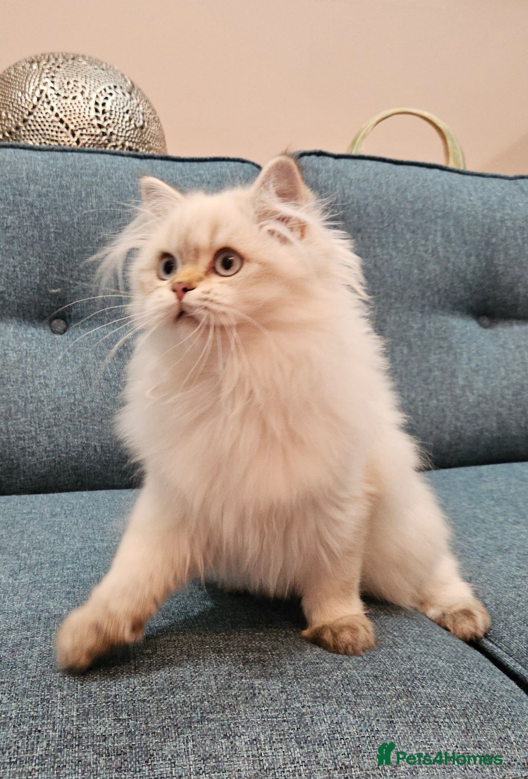 British Longhair cats for sale: Excellent Scottish straight Highland Kittens - Image 19