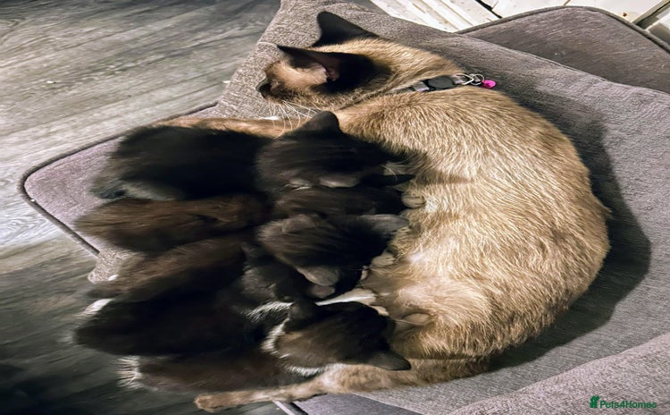 Mixed Breed cats - Advert 4