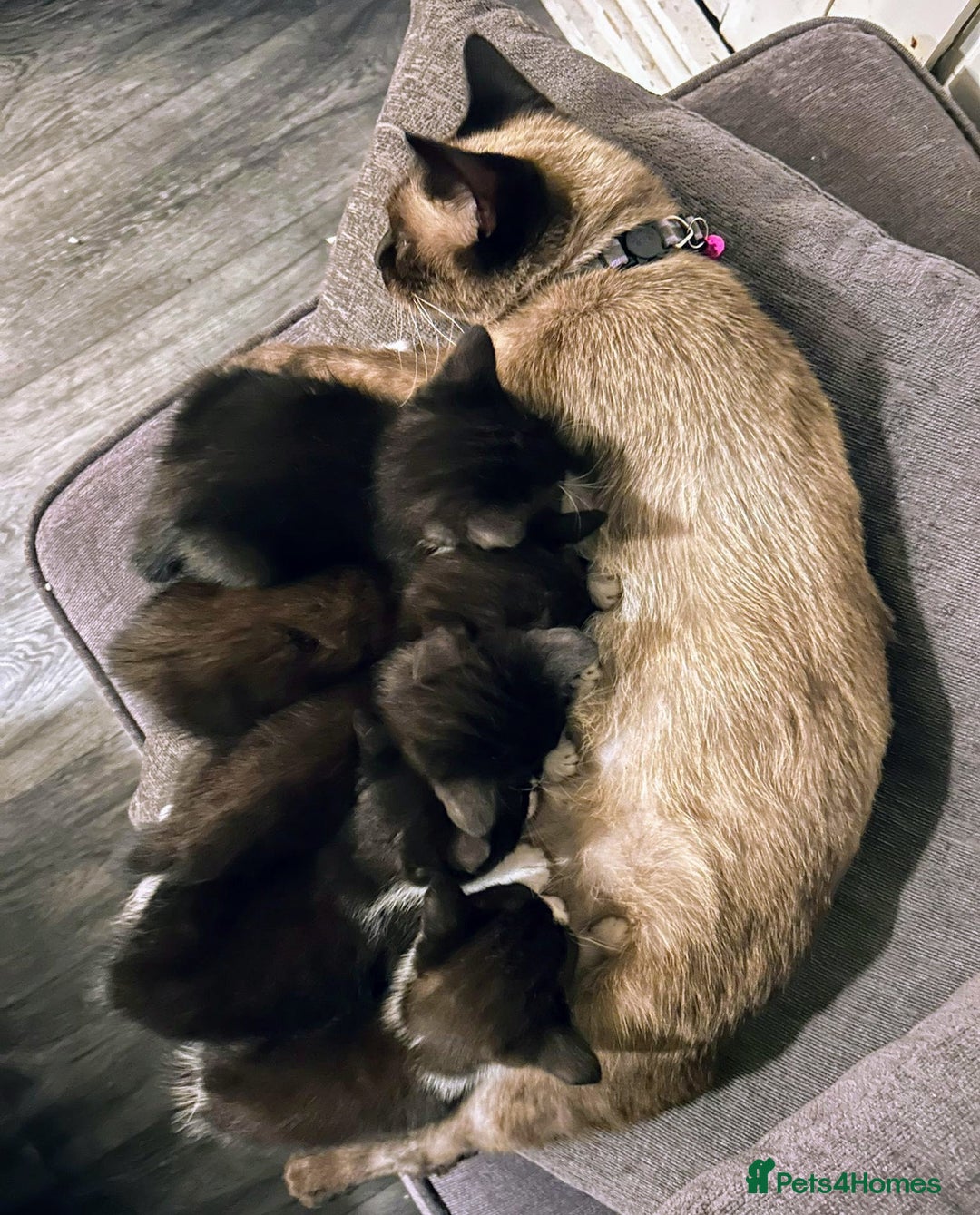 Mixed Breed cats for sale: Siamese Mum x Black and White kittens - Image 1