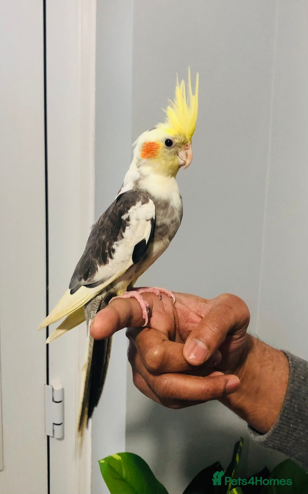 Cockatiels birds for sale: Beautiful young tame cockatiels for sale. - Advert 10