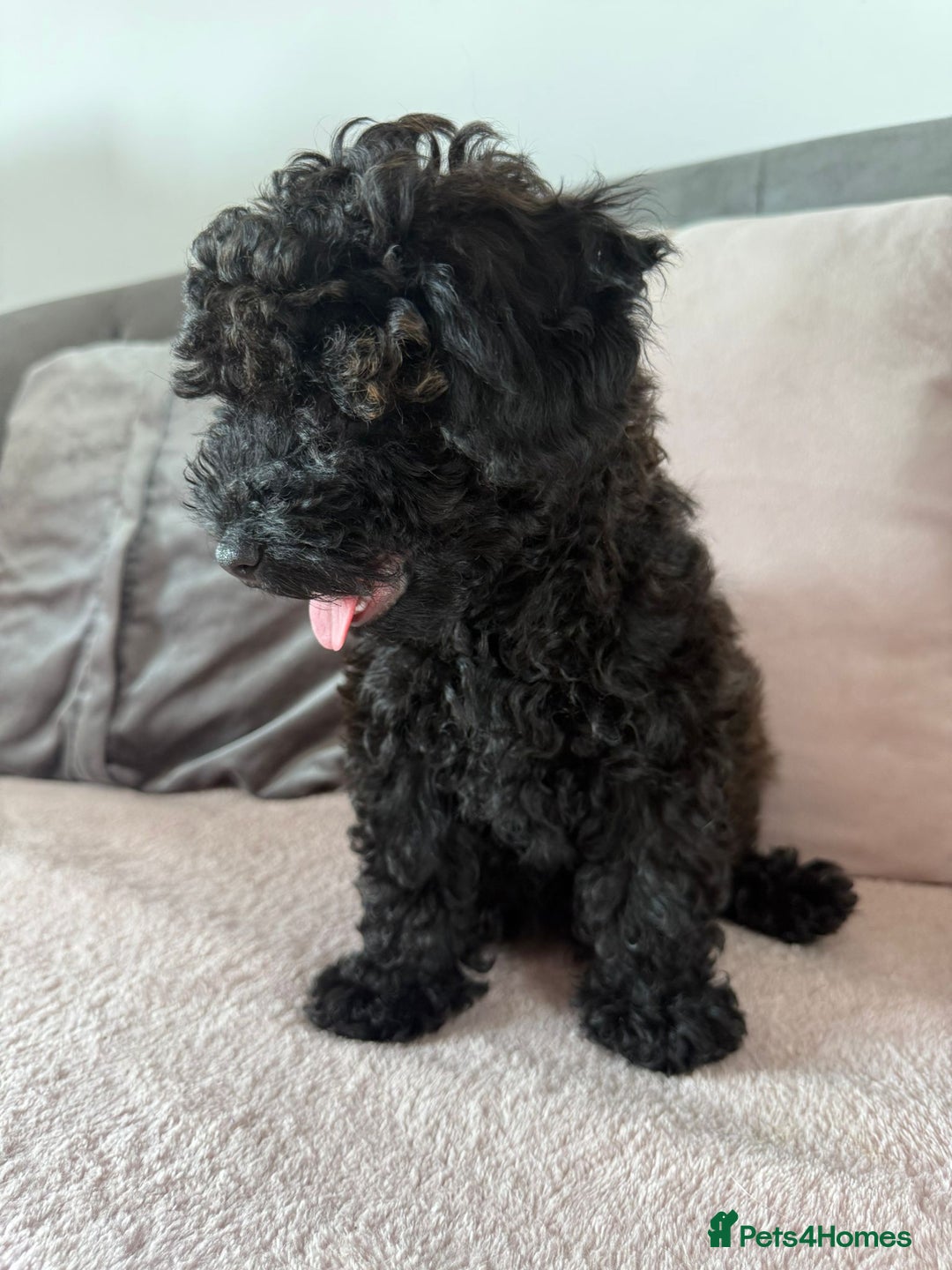 Toy Poodle dogs for sale: READY TO LEAVE Adorable Toy Poodles - Image 4