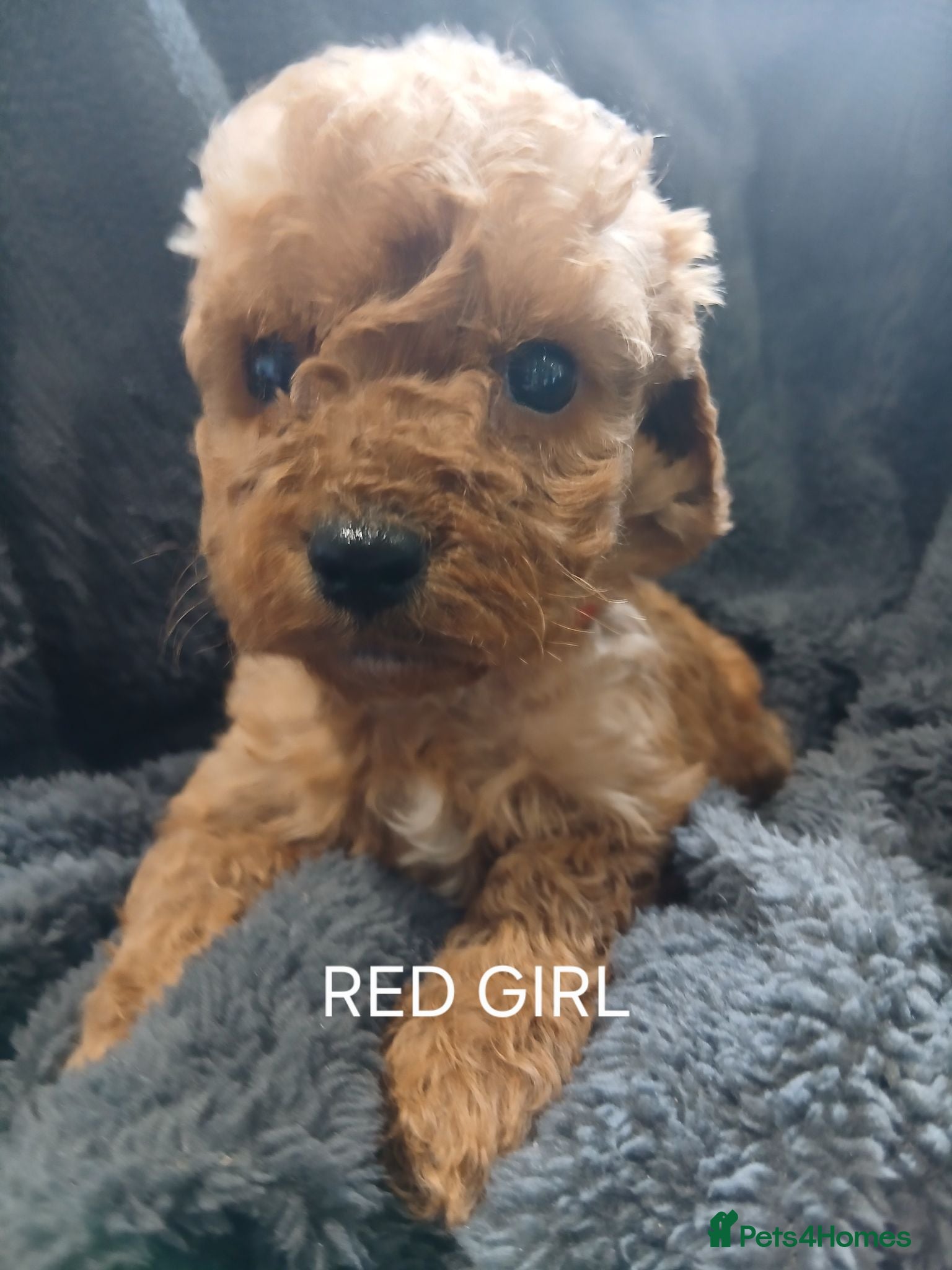 Cockapoo dogs F1 B COCKAPOO PUPPIES PRA UNAFFECTED - Advert 2