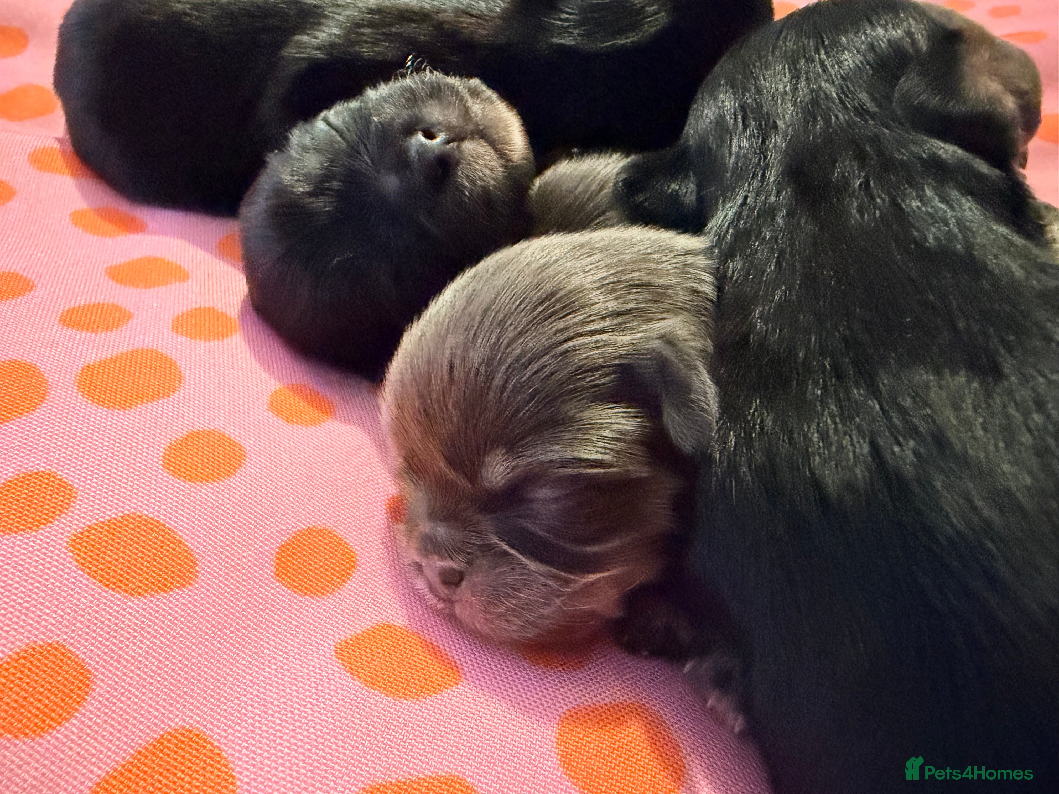 Mixed Breed dogs Tini malchi puppies  - Advert 1